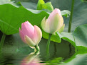 Angel Spa Lic# E-2351