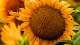 Sunflower Massage Therapy
