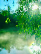 Negocio Willow Tree Massage & Reiki